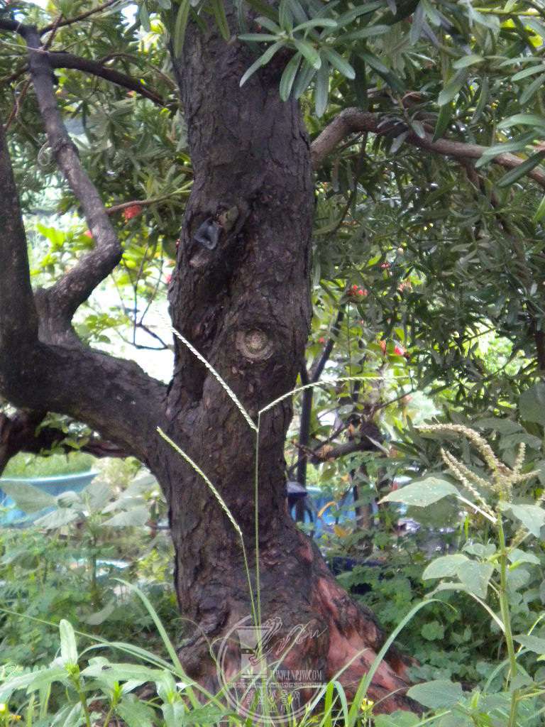 DSCN9381.JPG