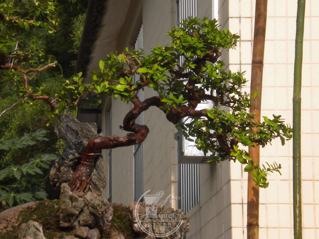 DSCN9397.JPG