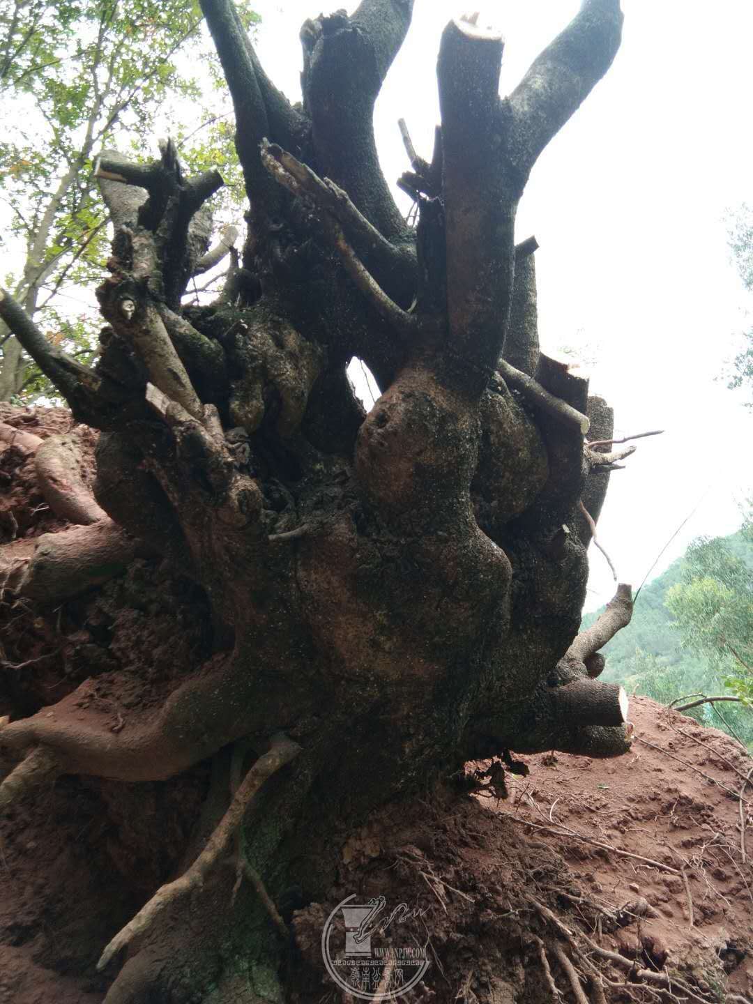 467711606753036722.jpg