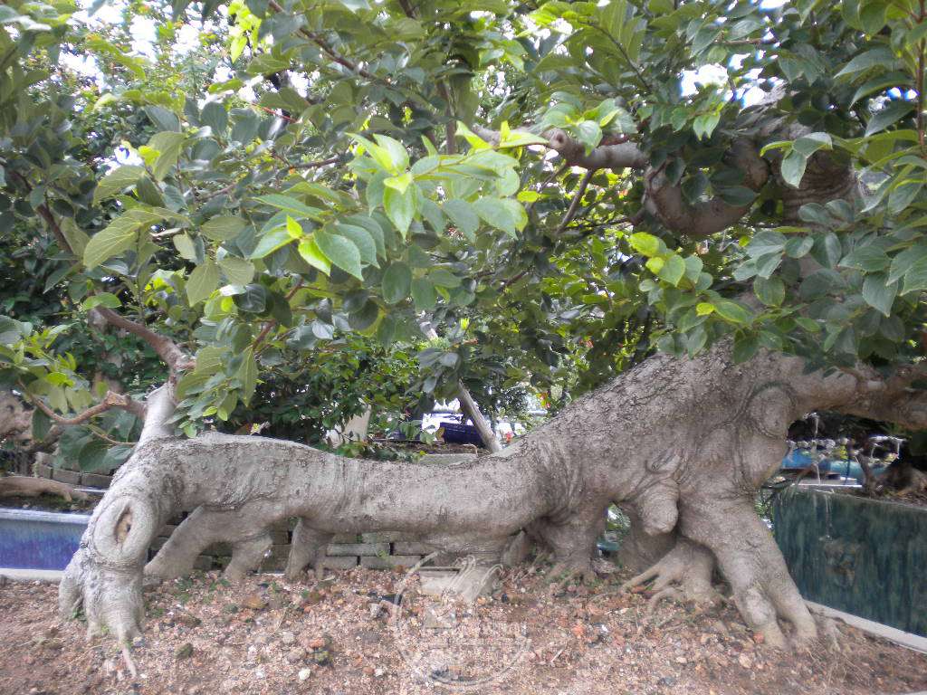 DSCN9424.JPG
