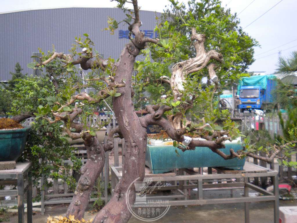 DSCN9494.JPG