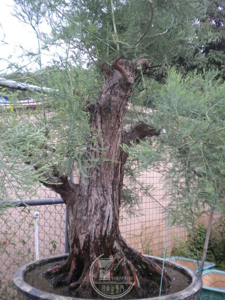 DSCN9425.JPG