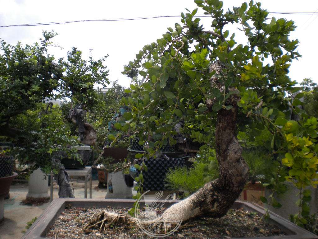 DSCN9445.JPG