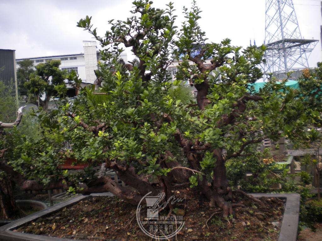 DSCN9447.JPG