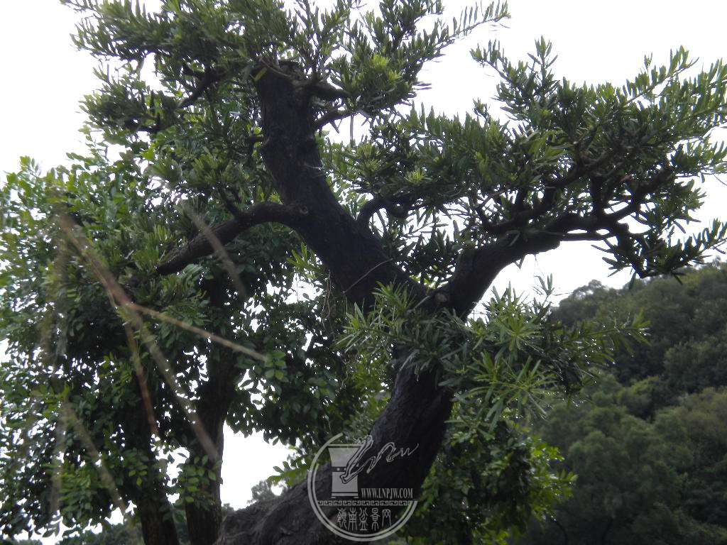 DSCN9488.JPG
