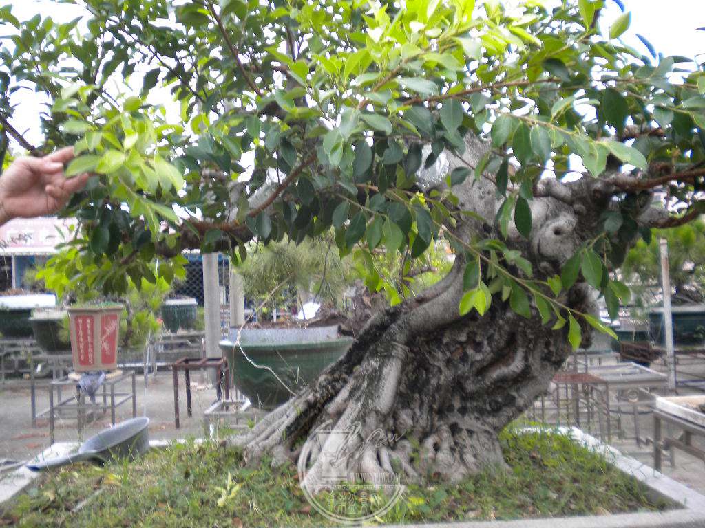 DSCN9440.JPG