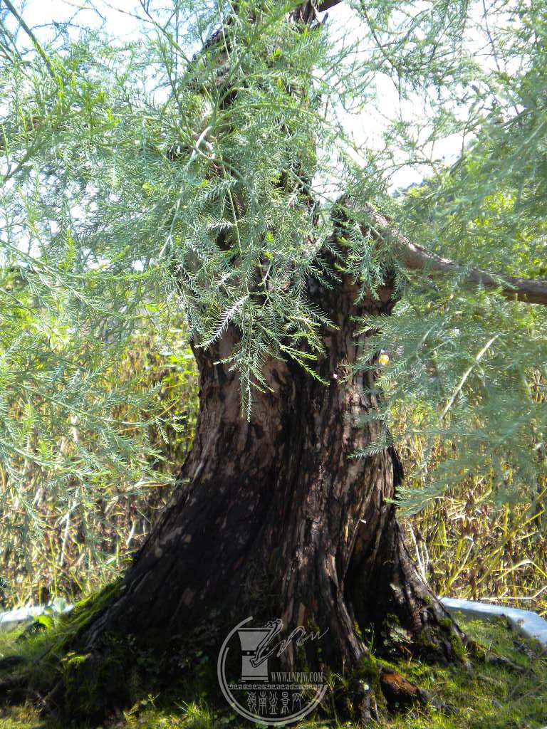 DSCN9519.JPG