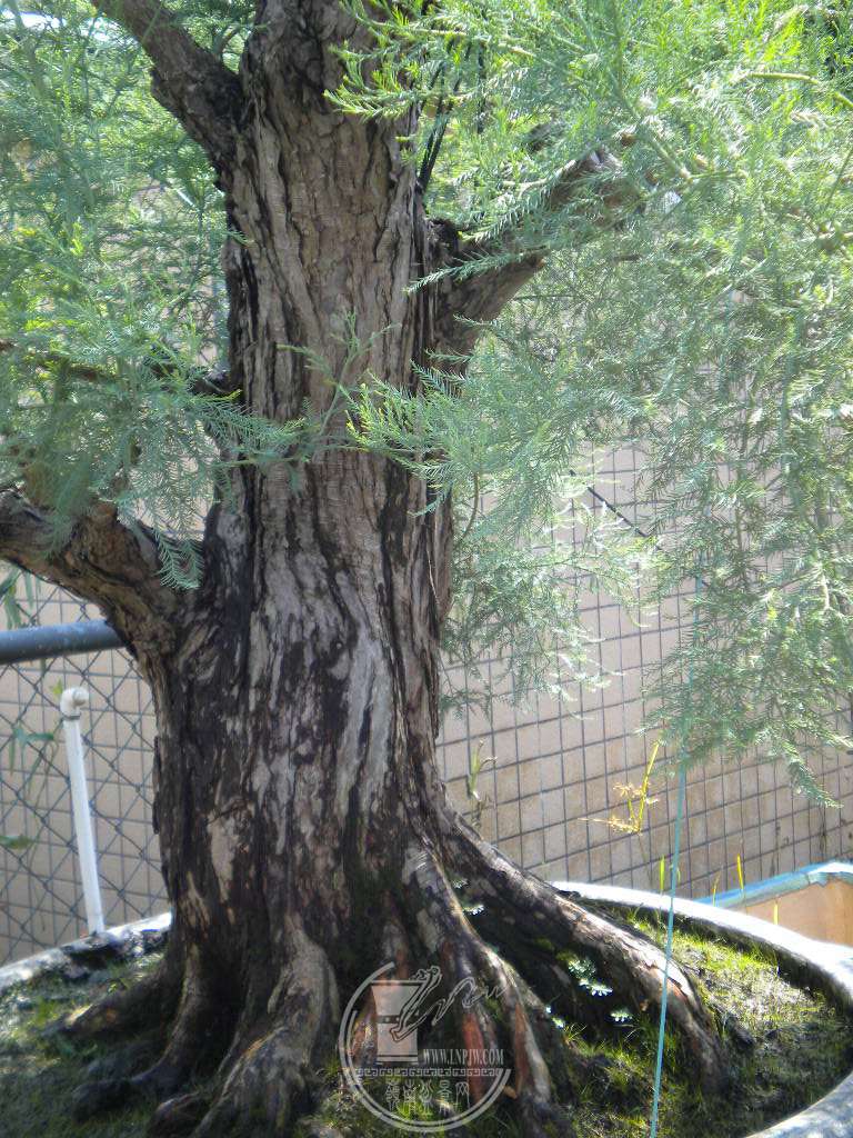 DSCN9522.JPG