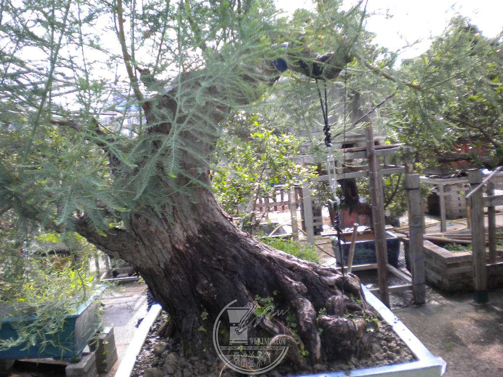 DSCN9551.JPG