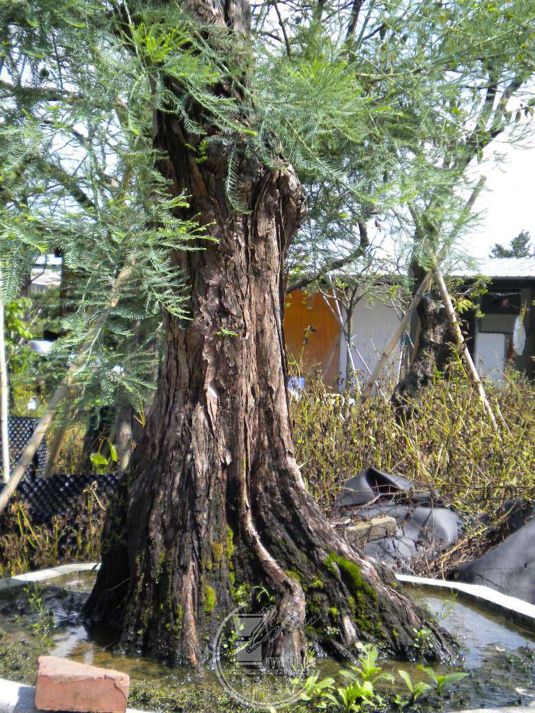 DSCN9520.JPG