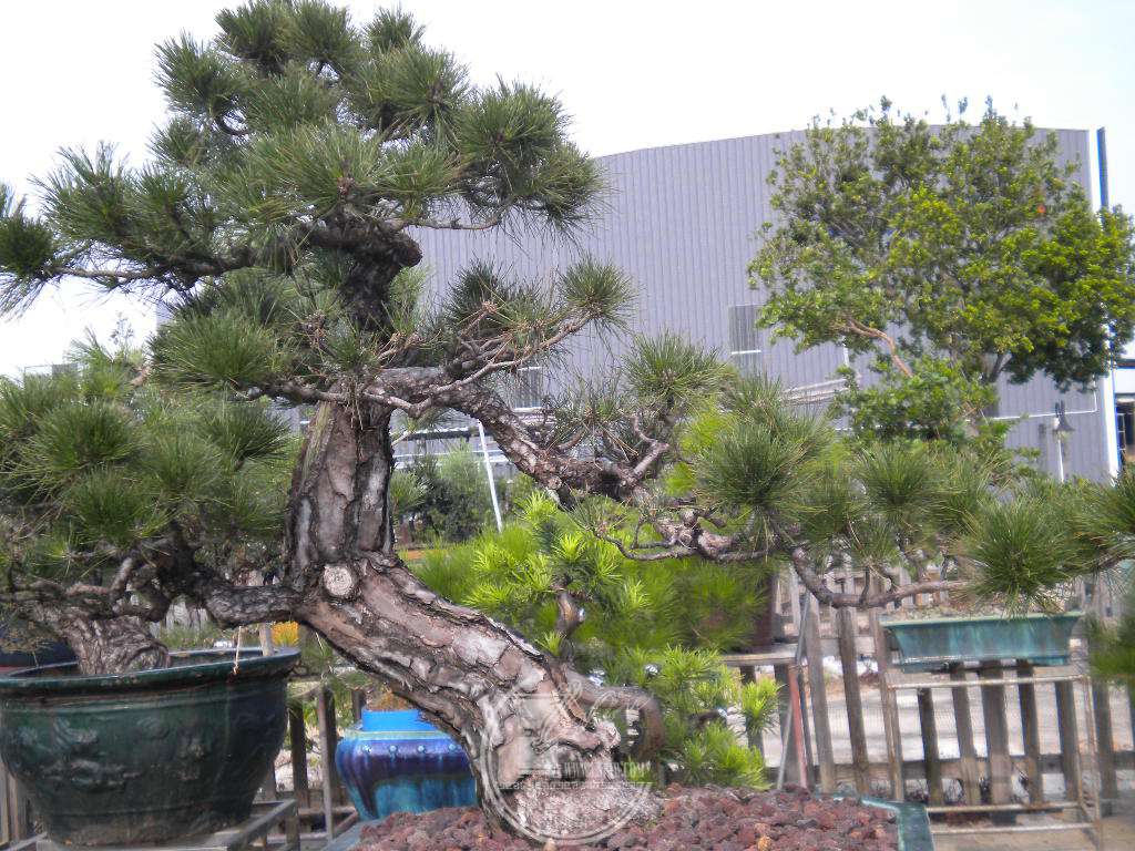 DSCN9539.JPG