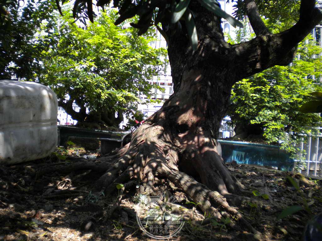 DSCN9525.JPG