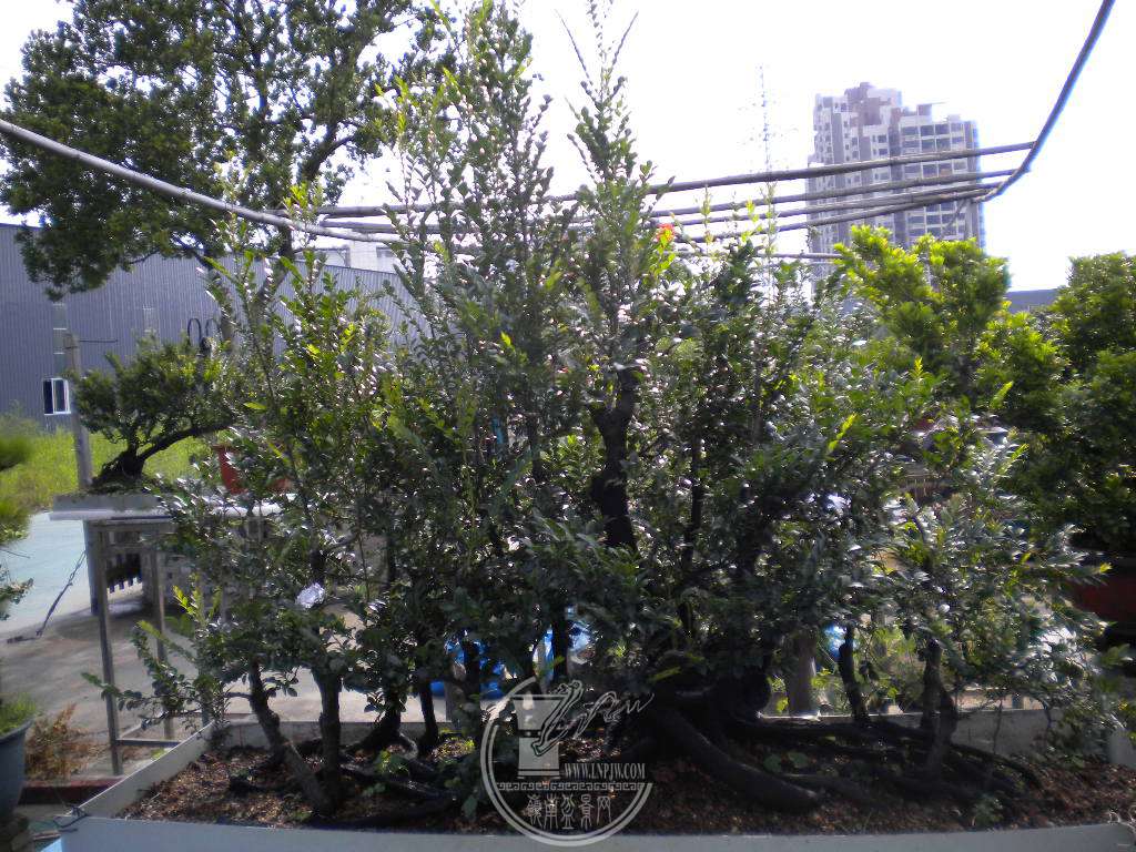 DSCN9548.JPG