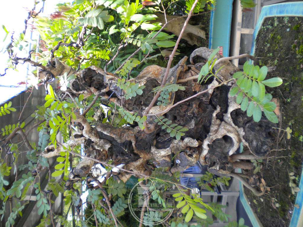 DSCN9529.JPG
