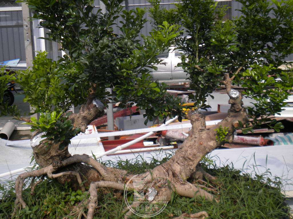 DSCN9550.JPG
