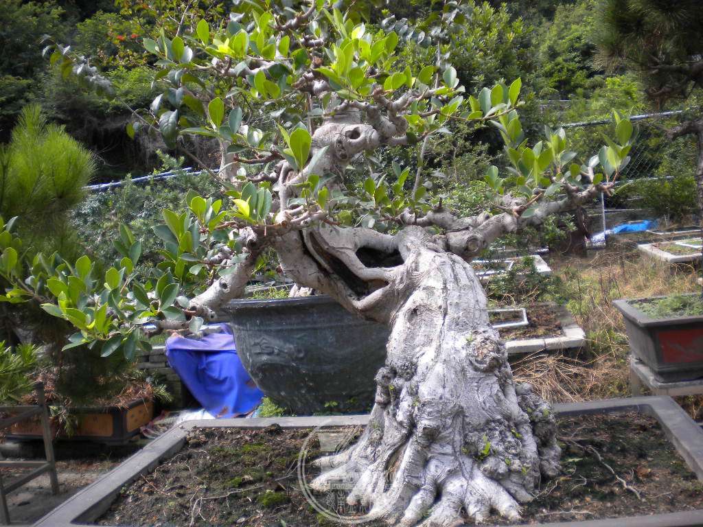DSCN9558.JPG