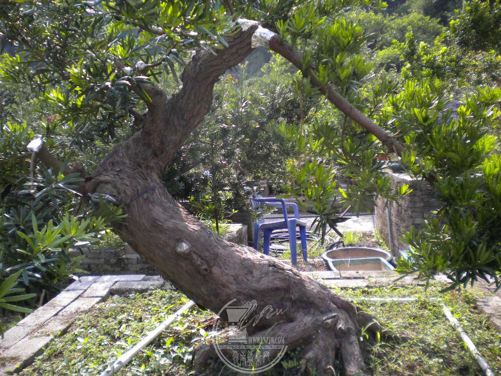 DSCN9635.JPG