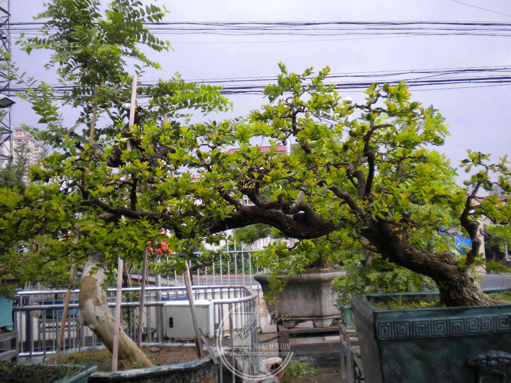 DSCN9597.JPG