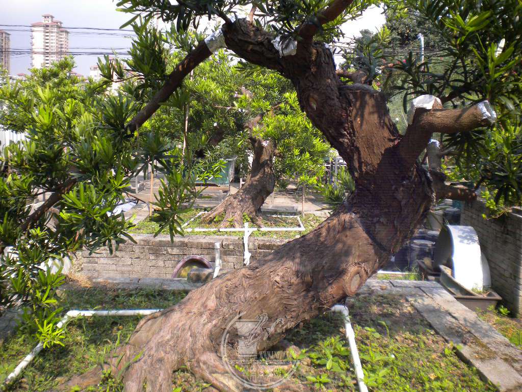 DSCN9637.JPG