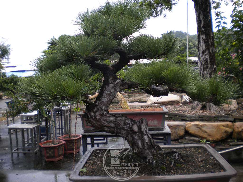 DSCN9603.JPG