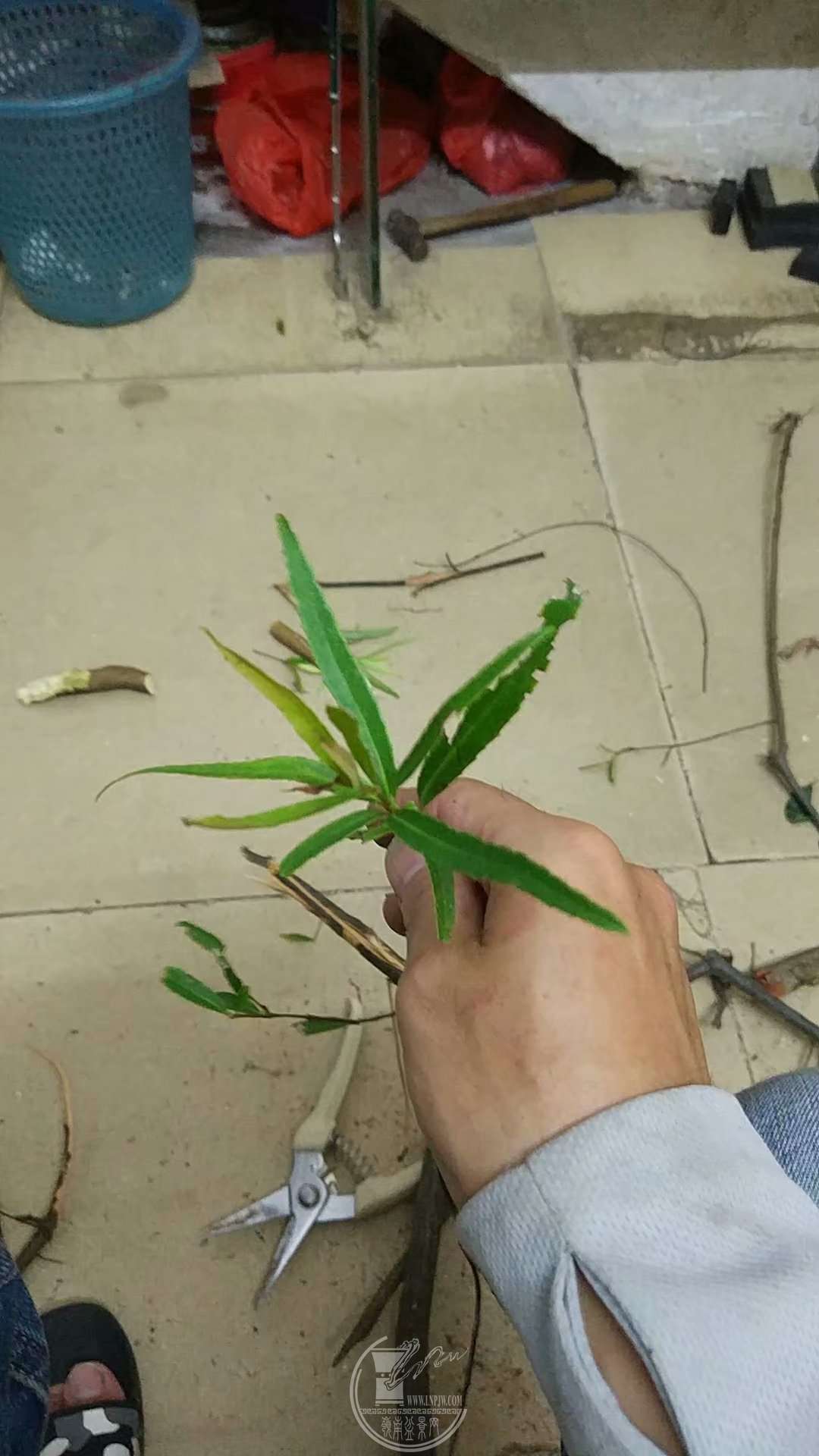 psb.jpg
