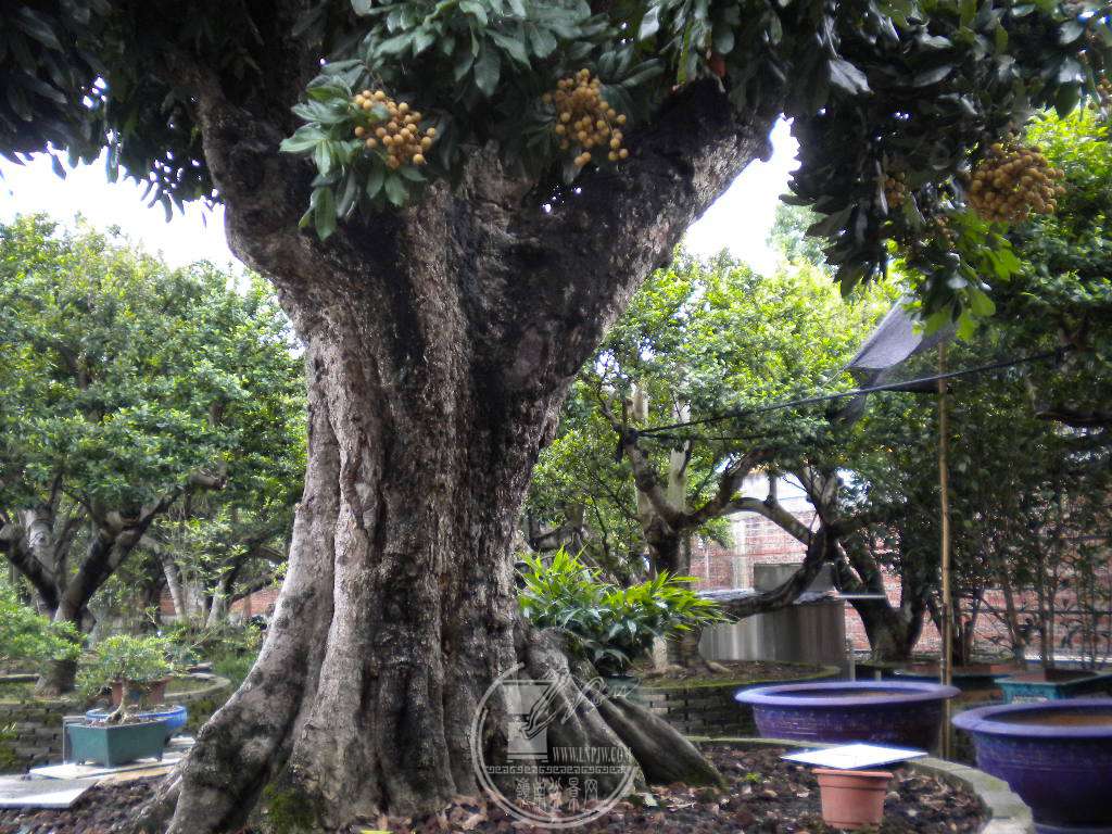 DSCN9612.JPG