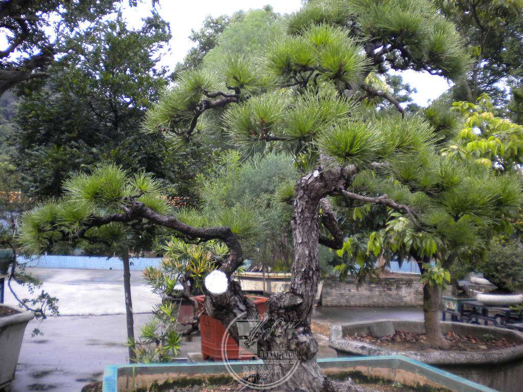 DSCN9600.JPG