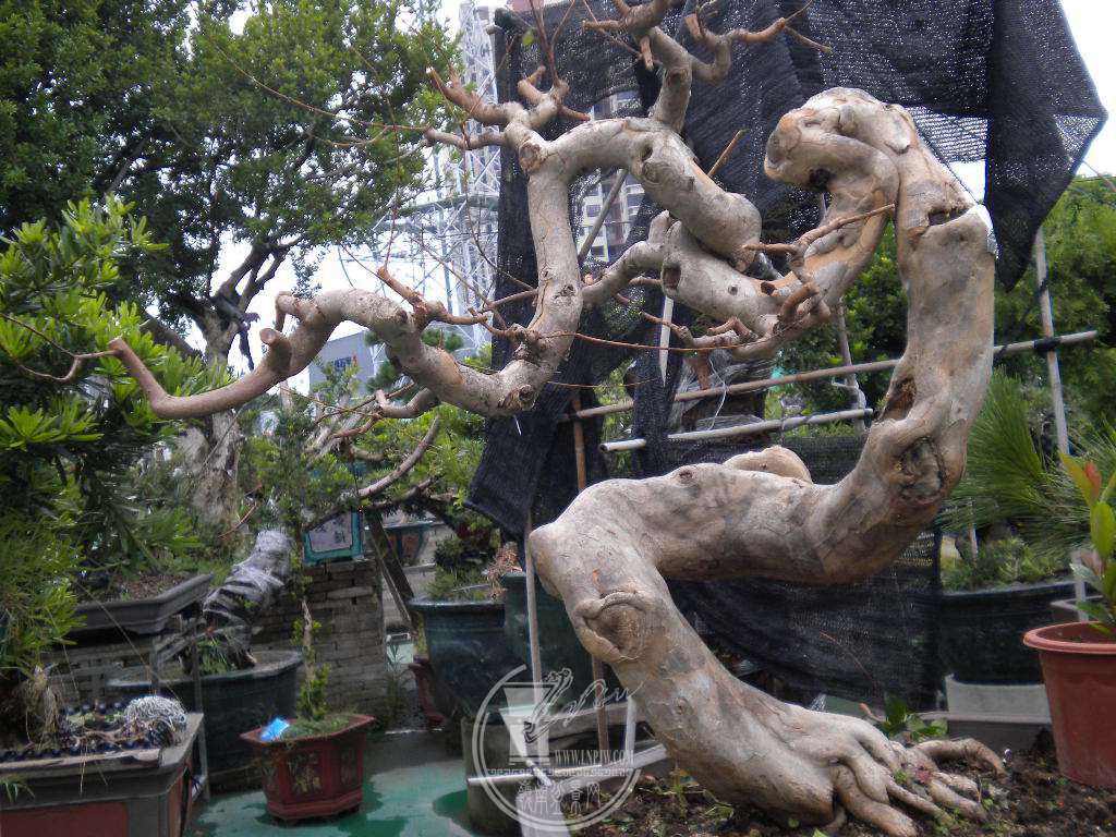 DSCN9616.JPG