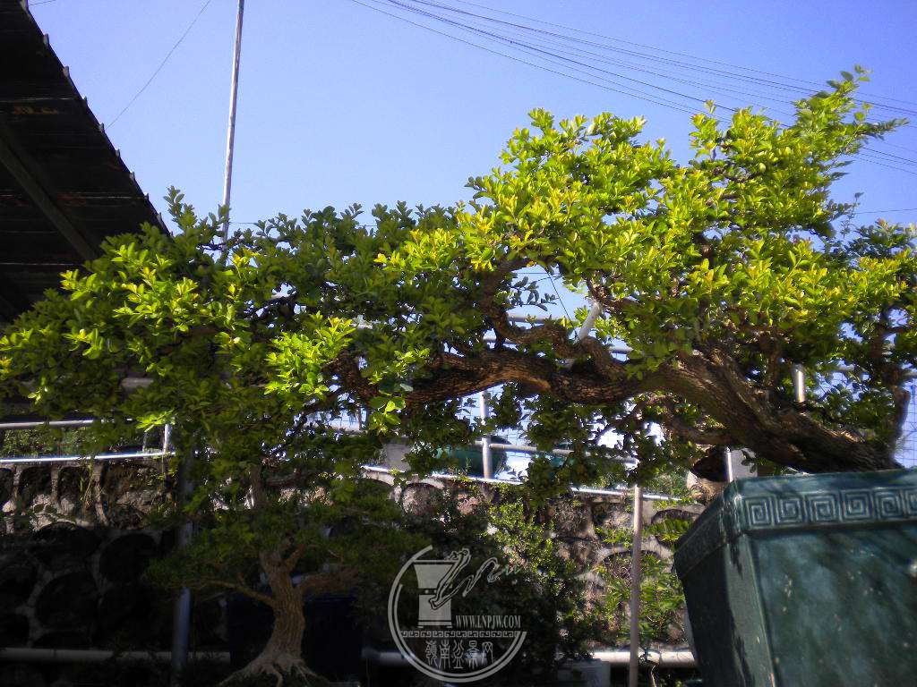 DSCN9662.JPG