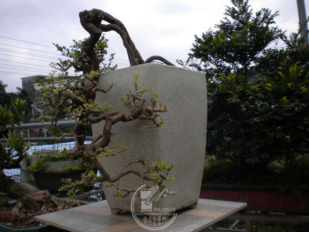 DSCN9567.JPG