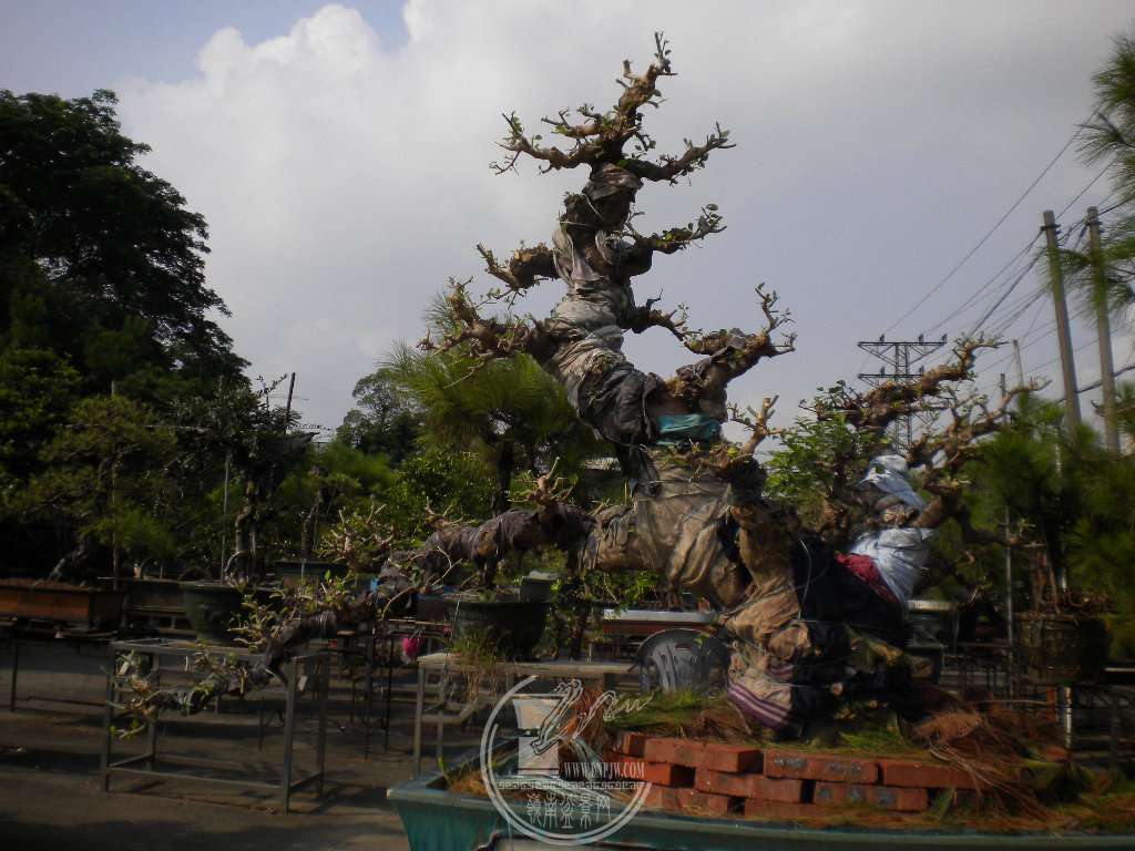 DSCN9628.JPG