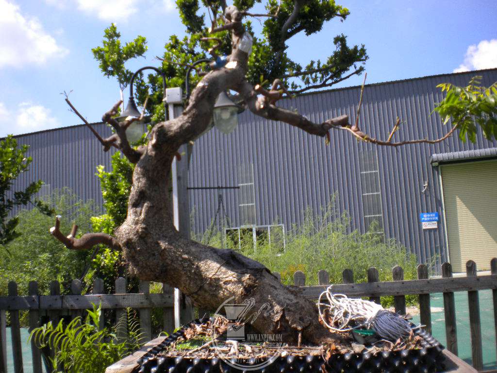 DSCN9676.JPG