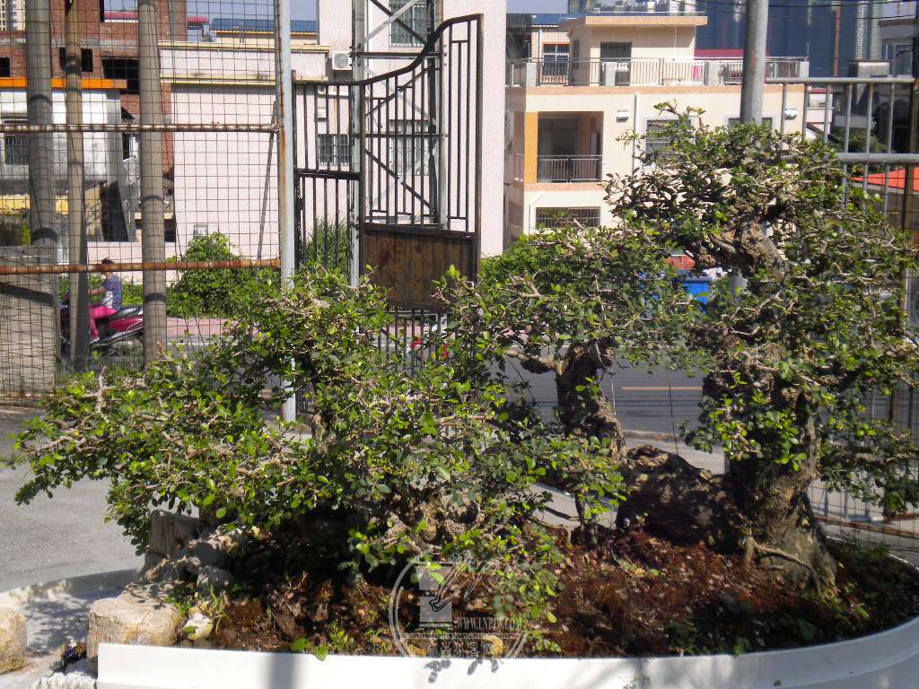 DSCN9664.JPG