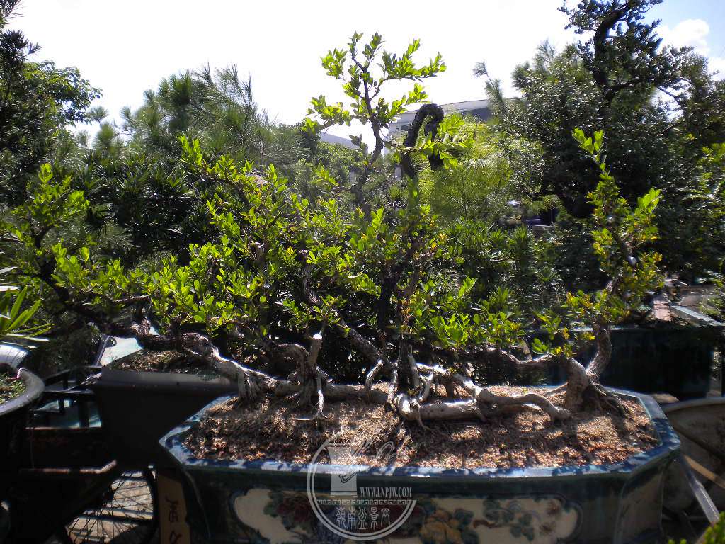 DSCN9679.JPG