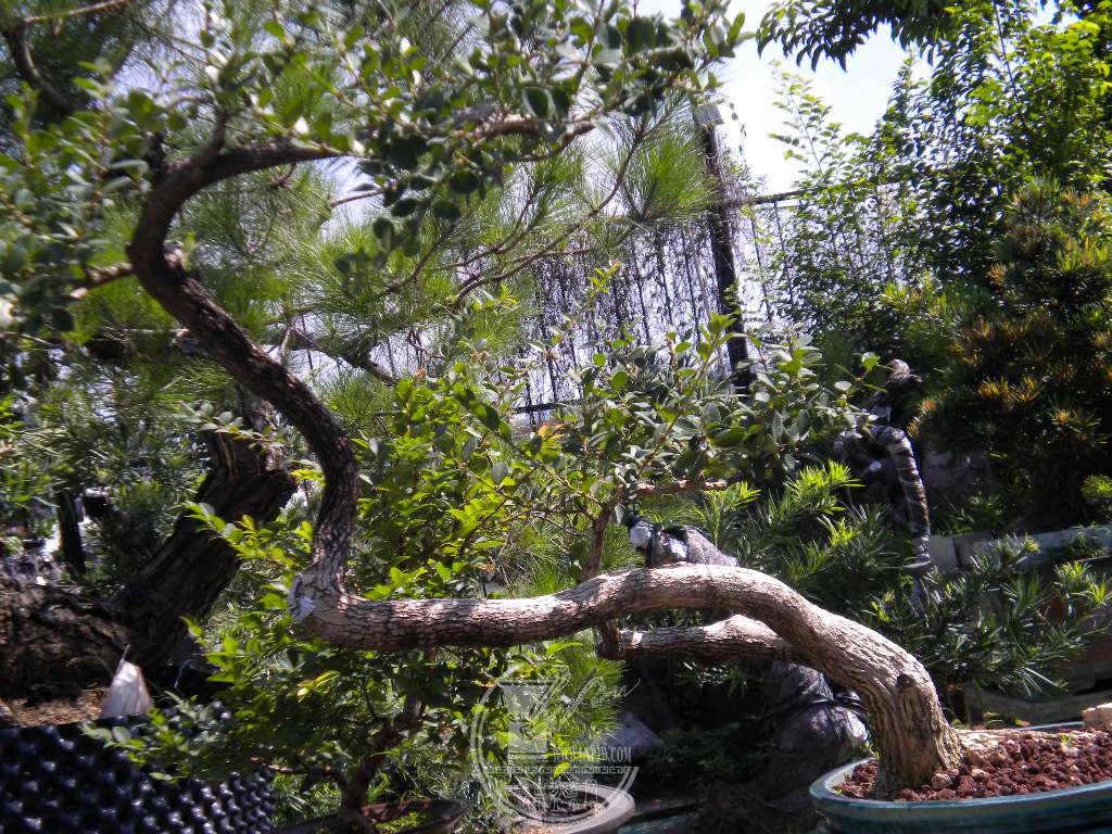 DSCN9680.JPG