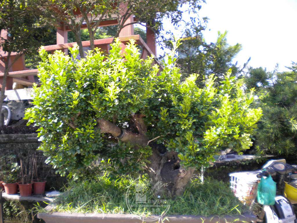 DSCN9666.JPG