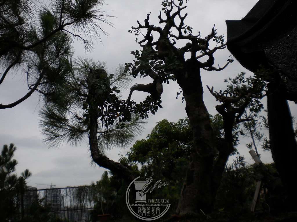 DSCN9617.JPG