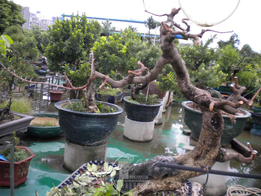 DSCN9622.JPG