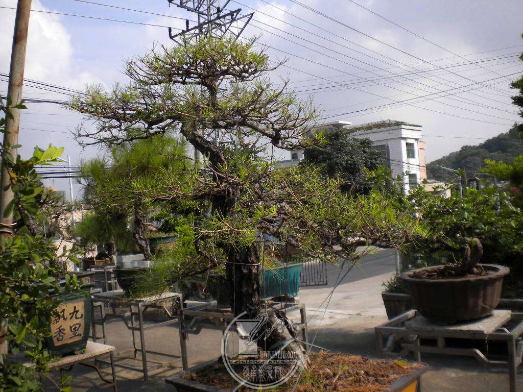 DSCN9629.JPG