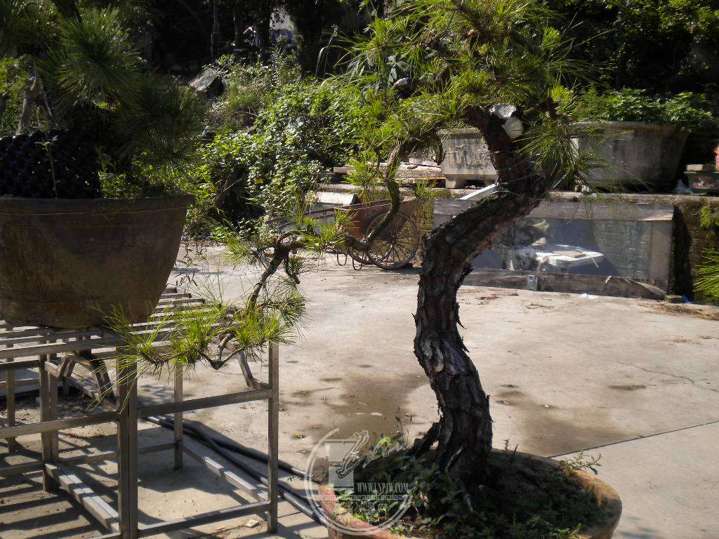 DSCN9667.JPG