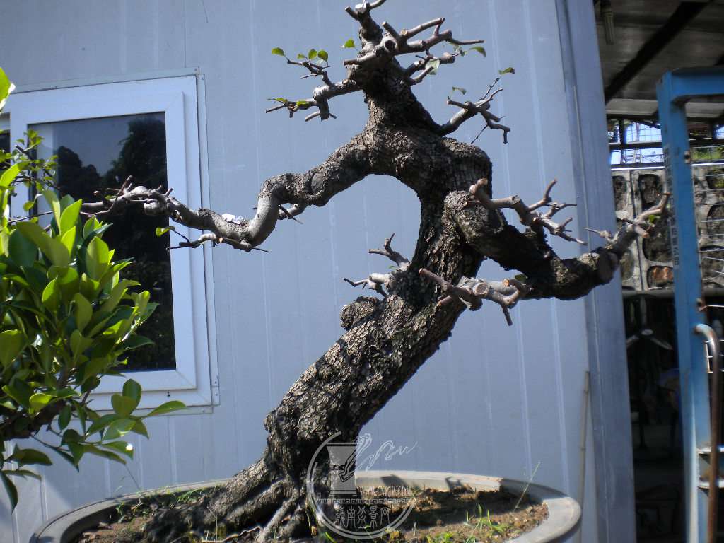 DSCN9717.JPG