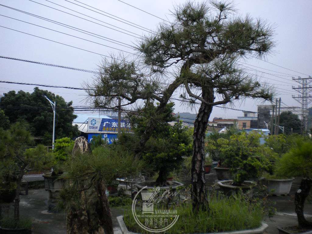 DSCN9780.JPG