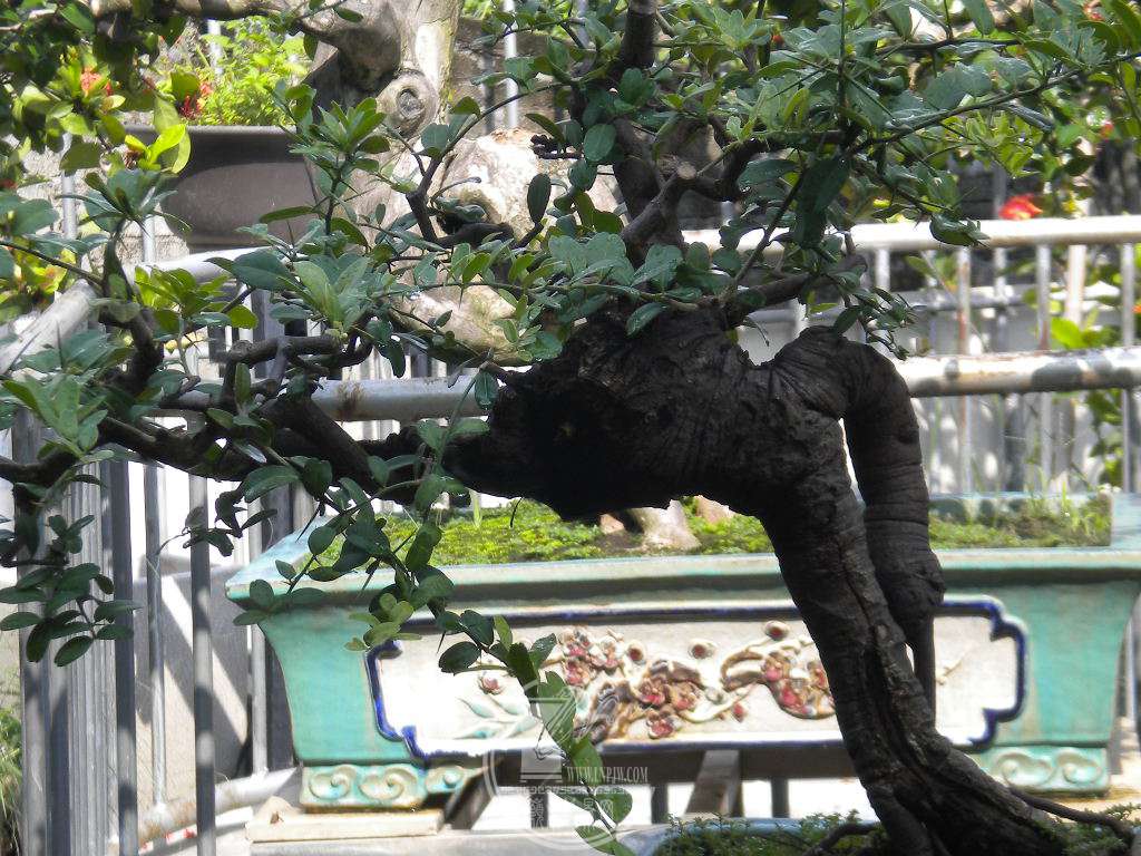 DSCN9707.JPG