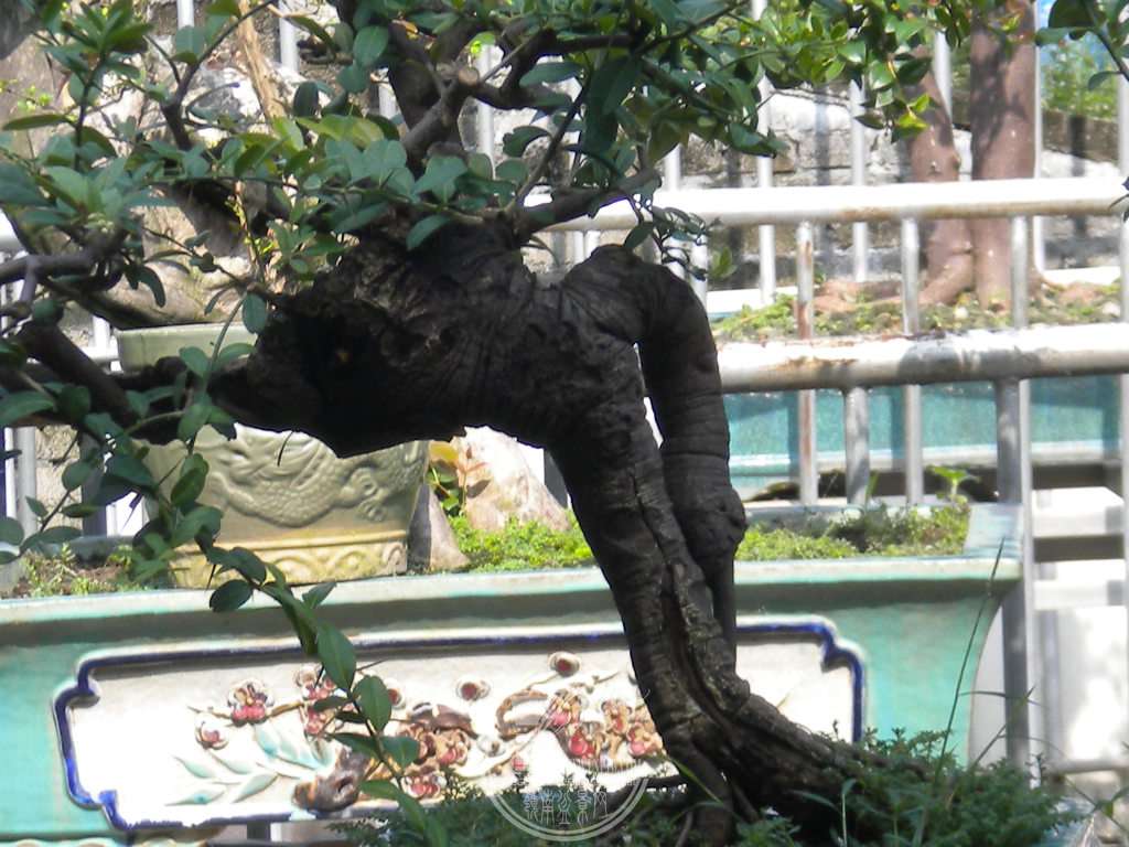 DSCN9747.JPG