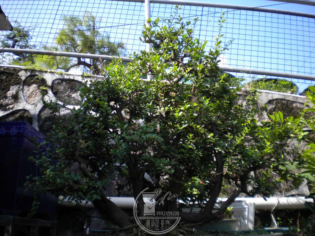DSCN9690.JPG