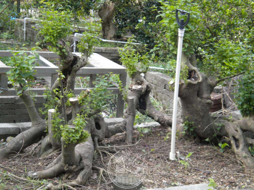 DSCN9696.JPG