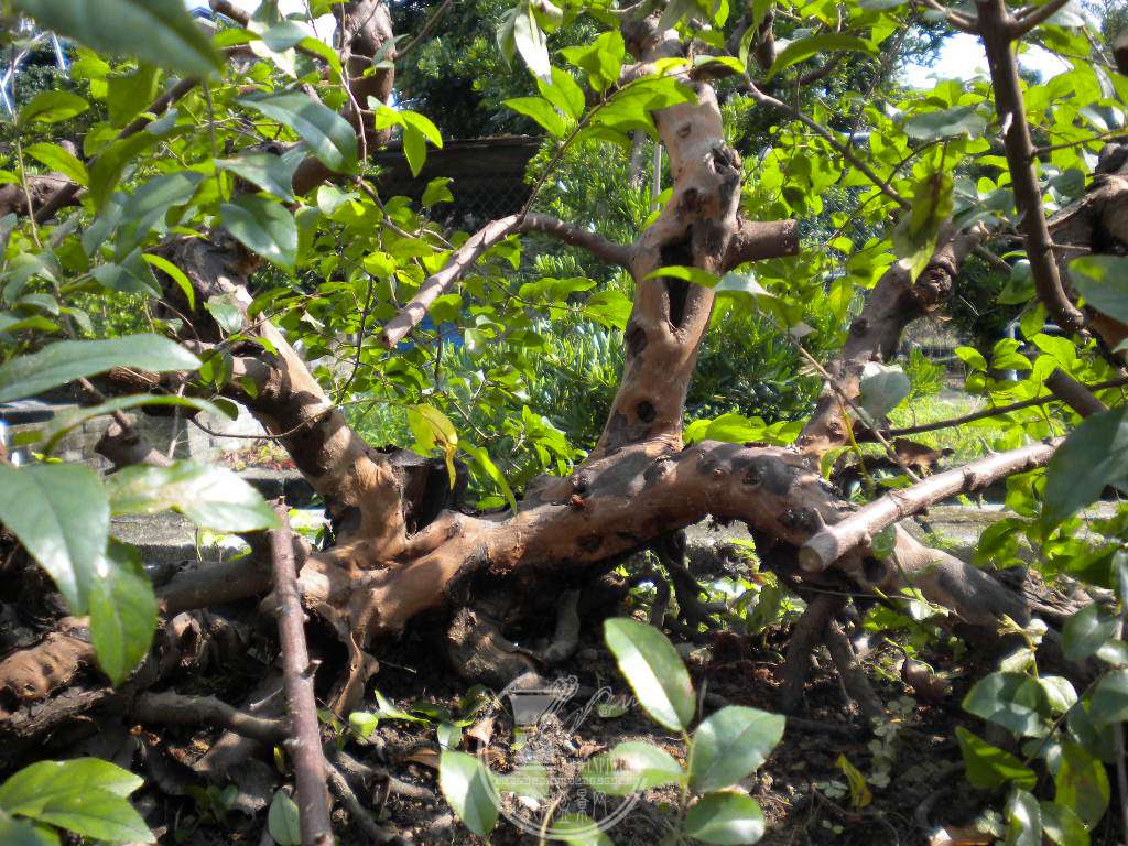 DSCN9705.JPG