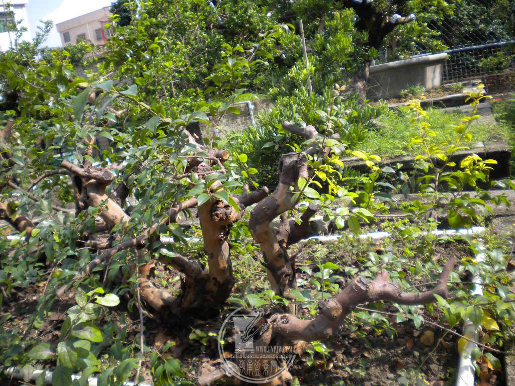 DSCN9706.JPG