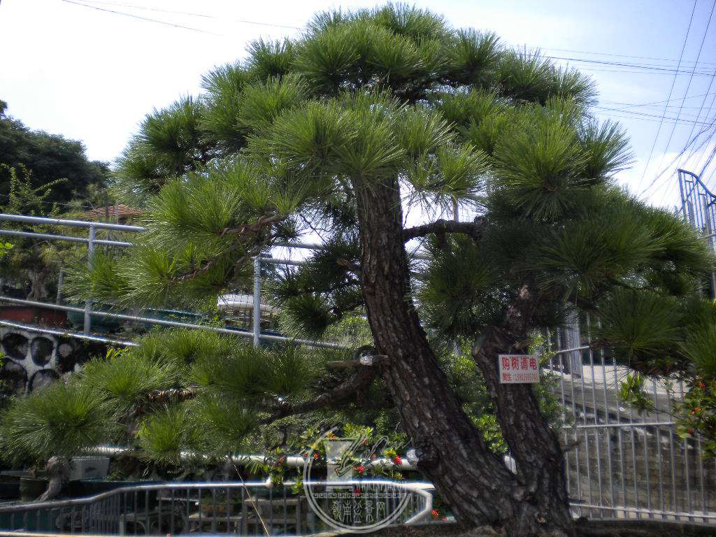DSCN9768.JPG