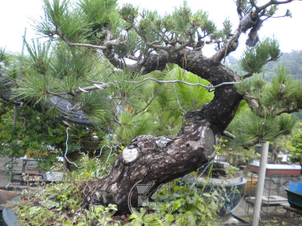 DSCN9775.JPG